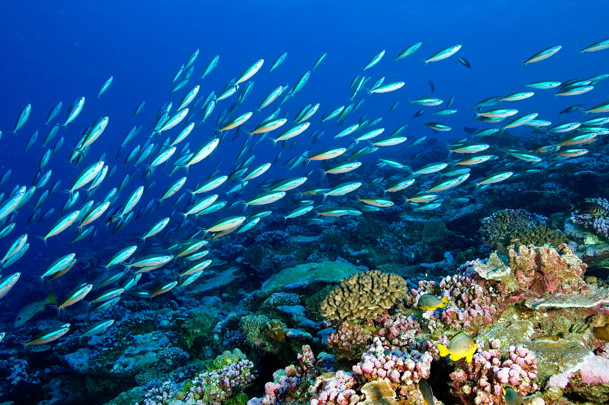 Marine Ecosystems Research