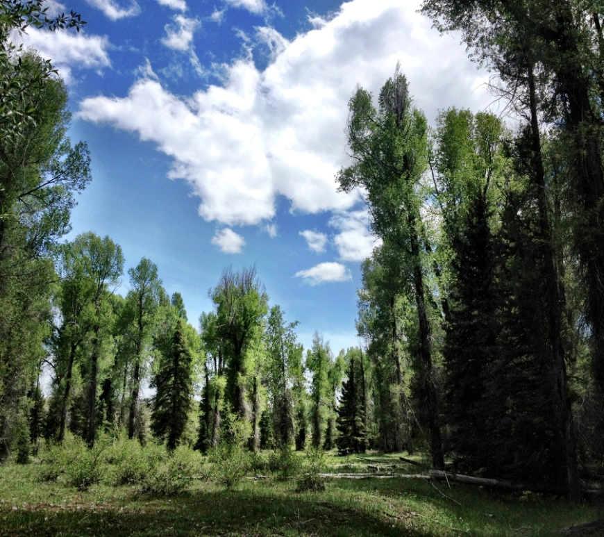 Forest Dynamics Research