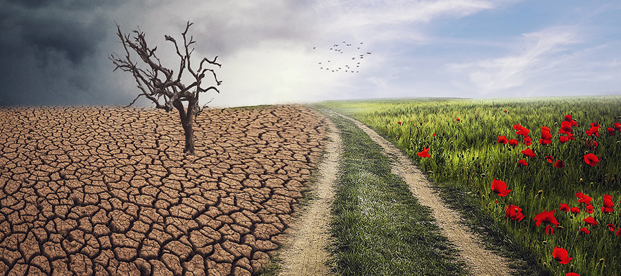 Restoration Ecology Research